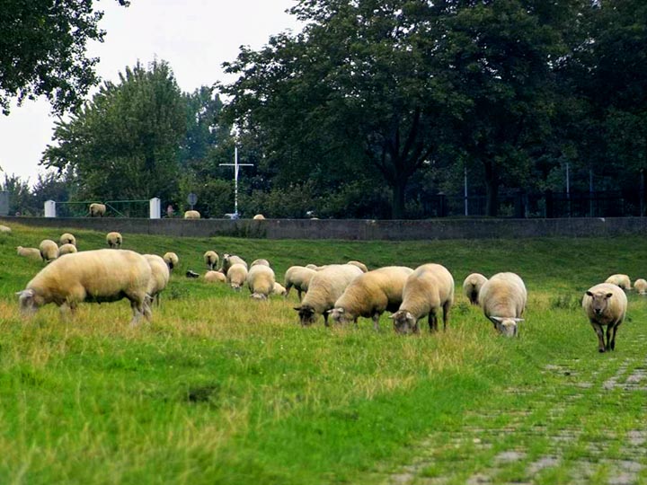 Schafe vor der Schleuse