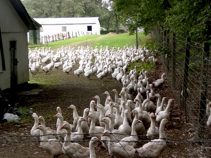 Gänseaufzucht